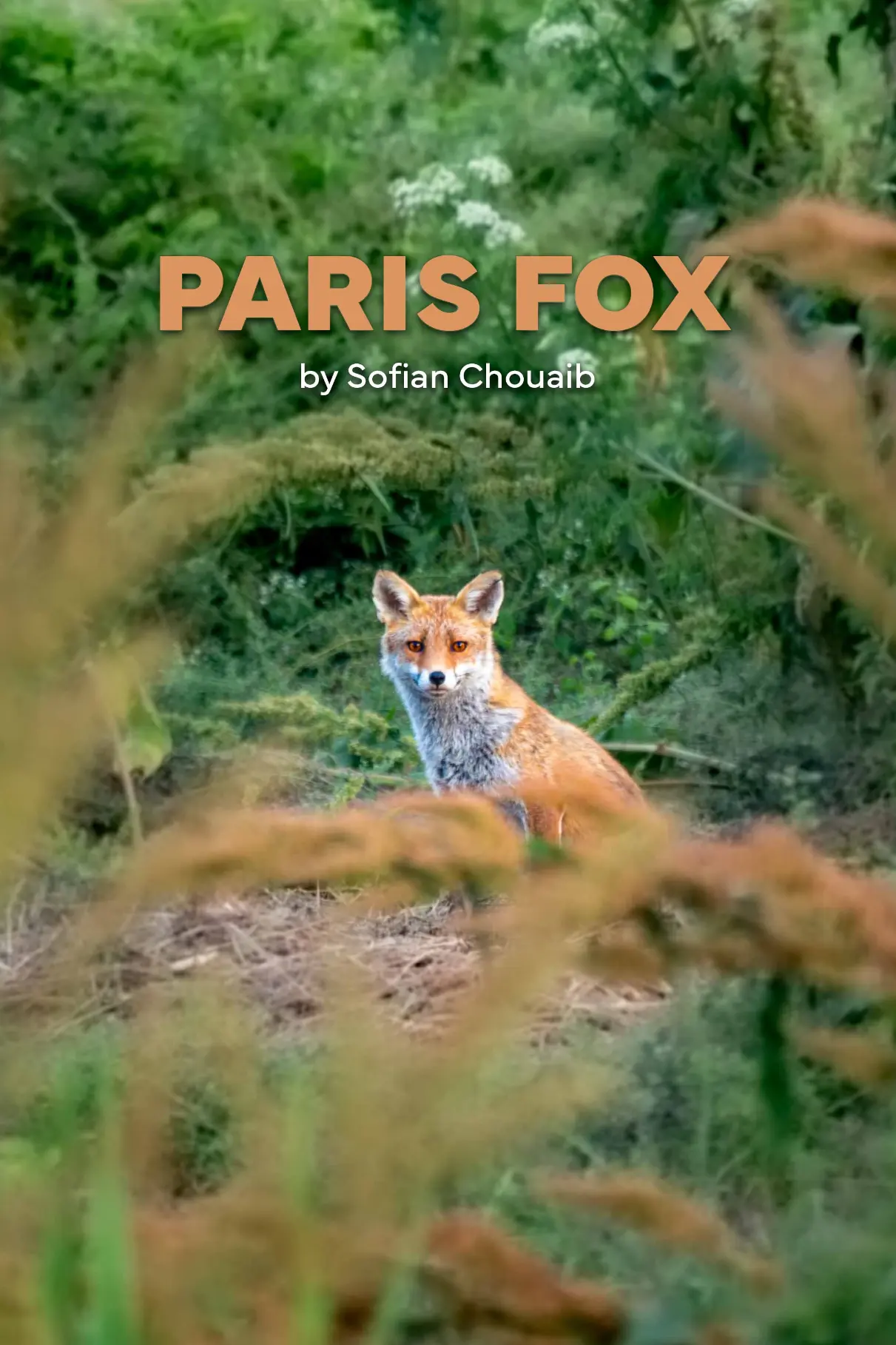 Paris Fox 